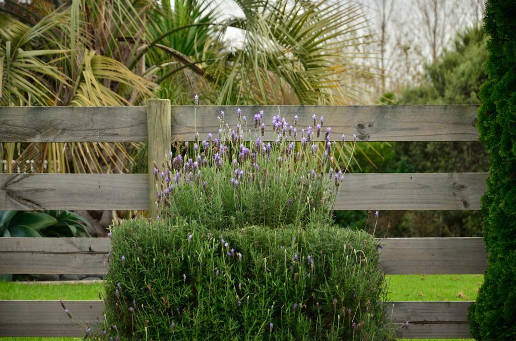 טאורנגה Lavender Lodge מראה חיצוני תמונה